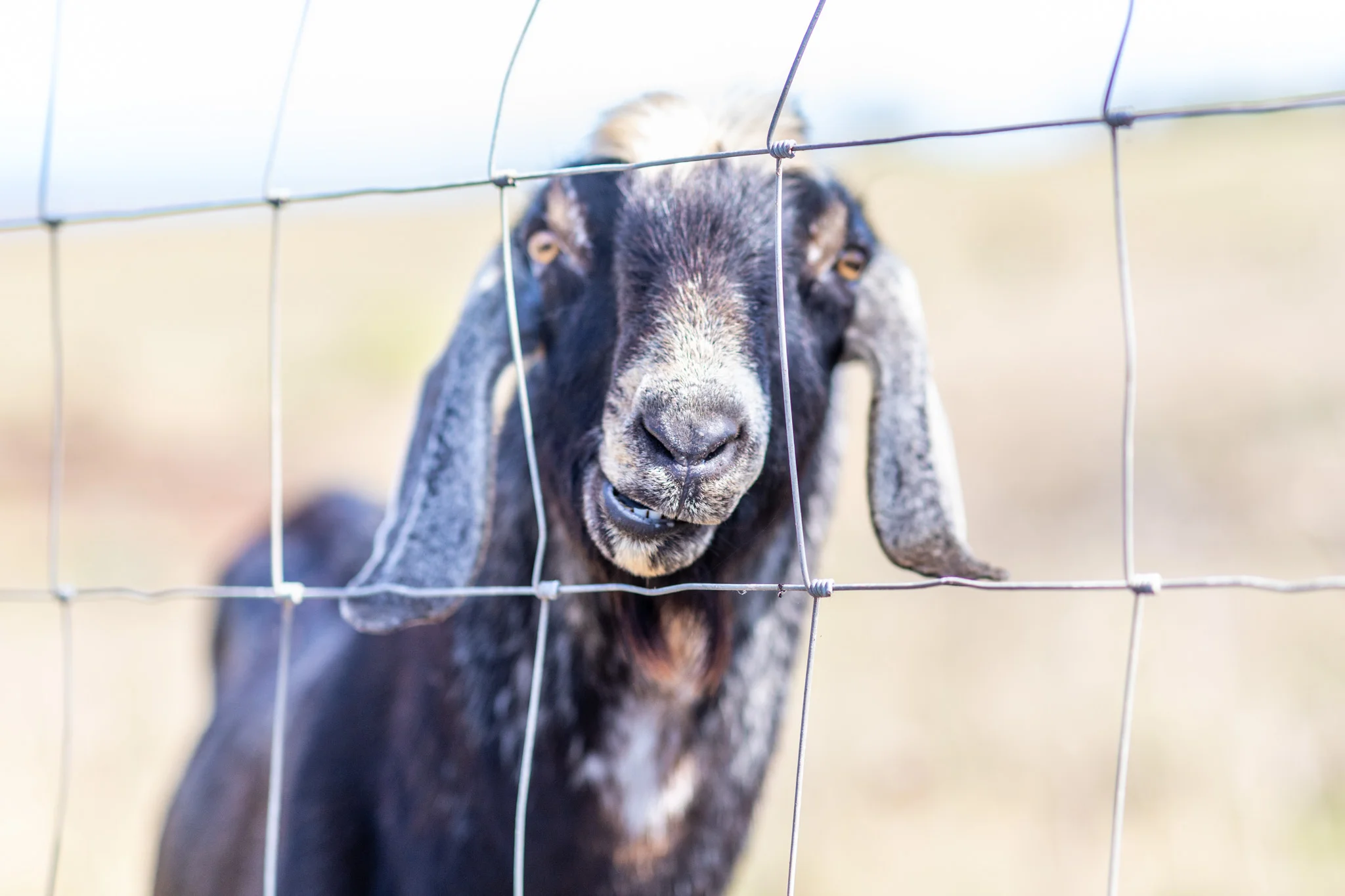 Coconut Rum - Goat's Milk Caramel — Haleakala Creamery Maui